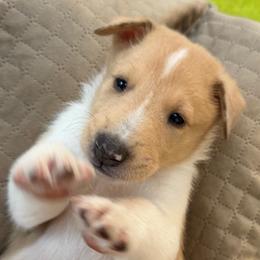 Henry - Sable merle male Collie puppy in Nine Mile Falls, Washington from Glenelg Collies