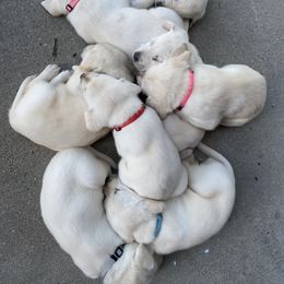 Labrador Retriever Puppies from Dancing Sky Labradors