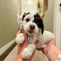 Key Lime Pie - Brown white and tan male Cockapoo puppy in Oologah, Oklahoma from Timber Hills Poodles and Doodles
