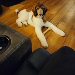 Dalmatian and Poodle Puppies from Reeves Family Standards