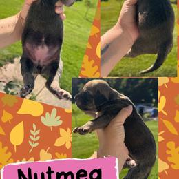 NUTMEG - Fawn female Great Dane puppy in Wellsville, New York from Prophecy Danes