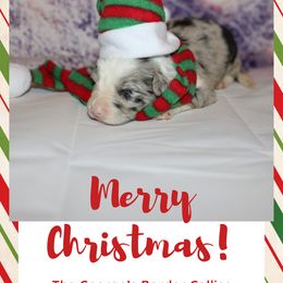 Girl 1 - Blue merle Border Collie puppy in Florida from The George's dogs and puppies