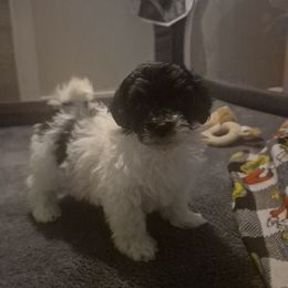 Max - Black & white male Maltipoo puppy in Sedro Woolley, Washington from Absher Ranch