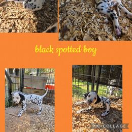 Orange - White and black male Dalmatian puppy in Pulaski, Tennessee from River Valley Forge Dalmatians