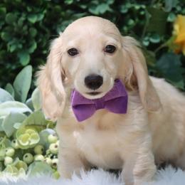 Clover - Cream male Dachshund puppy in Woodbine, Georgia from Bowdachs Cream Pies