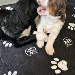 Bernedoodle, Cockapoo, and Goldendoodle Puppies from Avery Doodle Day LLC