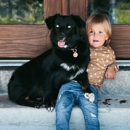 Roxie - Australian Shepherd