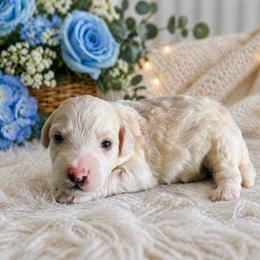 Milo - Yellow and white male Bernedoodle puppy in Myrtle Beach, South Carolina from Colorful-K9'S