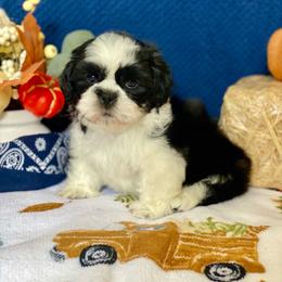 Bamm Bamm - Black and white male Shih Tzu puppy in Klamath Falls, Oregon from Bel Aire Beauties