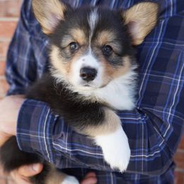 Bob 💙 - Full Fluffy - White and black Pembroke Welsh Corgi puppy in Kempner, Texas from Shining A Ranch