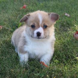 Chestnut - Sable female Pembroke Welsh Corgi puppy in Greentop, Missouri from Sevits Corgis & Golden Retrievers
