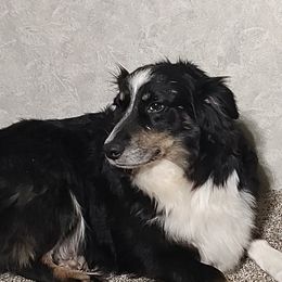 Joey - Miniature Australian Shepherd