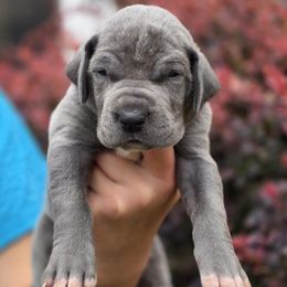 Stella - Blue and white female Great Dane puppy in Albany, Oregon from Red Cloud Australian Shepherds and DeGray Great Danes & Bulldogs
