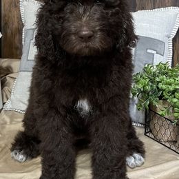 Assorted Doodle Crosses Puppies from Texas Hometown Dogs