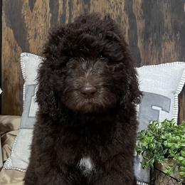 Assorted Doodle Crosses Puppies from Texas Hometown Dogs