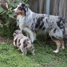 Australian Shepherd Puppies from Firelight Australian Shepherds