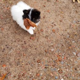 Pomeranian Puppies from REONE GHEEN
