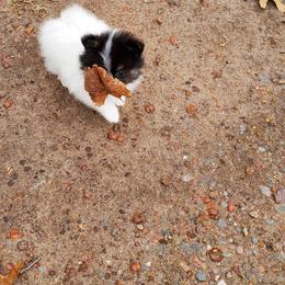 Pomeranian Puppies from REONE GHEEN