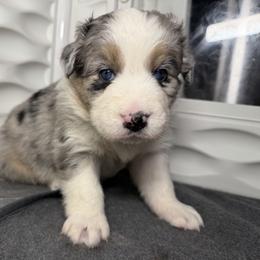 Girl 1-Blue Merle - Blue merle female Australian Shepherd puppy in Mayfield, Kentucky from Hamilton Farms