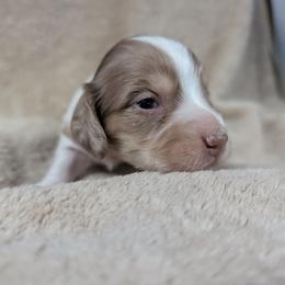 AKC Chocolate Dapple Piebald Boy 1 - Dapple male Dachshund puppy in Choctaw, Oklahoma from TS Performance Horses & Dachshunds