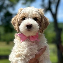 Jane - Parti female Goldendoodle puppy in Franklin, North Carolina from Creekside Cottage Doodles