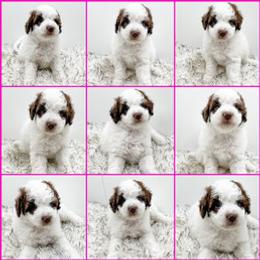 Bernedoodle, Goldendoodle, and Golden Mountain Doodle Puppies from Magic Valley Family Doodles