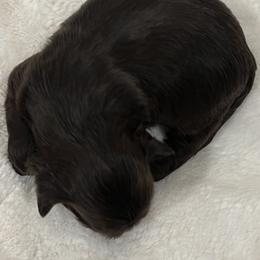 Shih Tzu Puppies from Lux Shih Tzu of New England