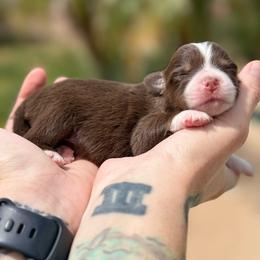 Breeze - Red tri-color female Miniature American Shepherd puppy in Tucson, Arizona from Outlaw Minis