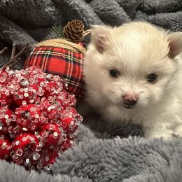 Pomeranian Puppies from Holcomb's Pomeranians