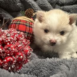 Pomeranian Puppies from Holcomb's Pomeranians