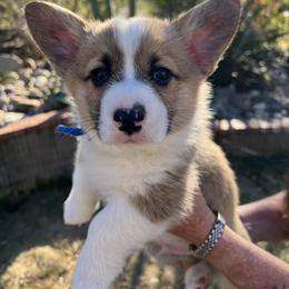 Dark Blue Boy 1 - Sable Pembroke Welsh Corgi puppy in Redding, California from Muletown Corgis