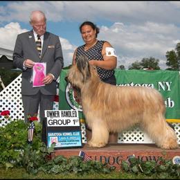 Briard and Pointer All Grown Up from Honey Bee Hill