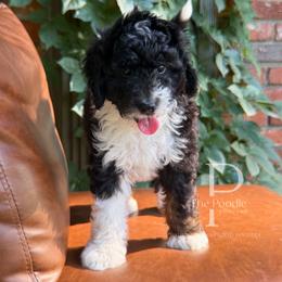 Onyx - Black and white male Bernedoodle puppy in Tulsa, Oklahoma from The Poodle Co. Raising Doodles & Poodles