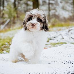 Merle Boy - Merle male Cockapoo puppy in Dixon, Montana from Super Z Kennels