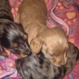 Ckc Cream girl - Cream female Dachshund puppy in Madisonville, Tennessee from LaRose Farm & Kennels