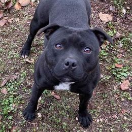 Jane - Staffordshire Bull Terrier