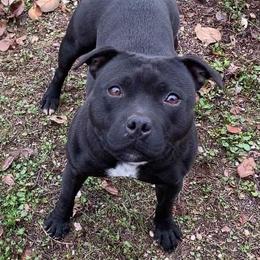 Jane - Staffordshire Bull Terrier