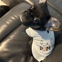 French Bulldog Puppies from Chanel & Co Frenchies