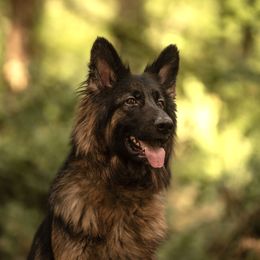 Eclair - German Shepherd