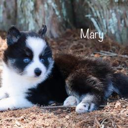 Mary - Black and white female Pomsky puppy in Denham Springs, Louisiana from Bayouland Pomskies