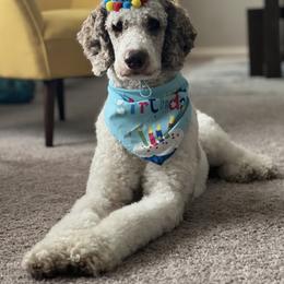Poodle All Grown Up from Knight’s Standard Poodles