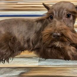 Dezzy - Miniature Schnauzer