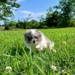 Tinkerbell - Blue merle female Pomeranian puppy in Ada, Oklahoma from Once Upon A Fluff