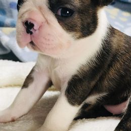 Boston Terriers and French Bulldogs from Savana’s Boston Terriers and French Bulldogs
