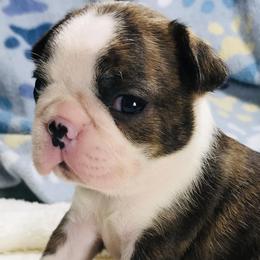 Boston Terriers and French Bulldogs from Savana’s Boston Terriers and French Bulldogs