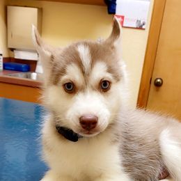 Siberian Husky Puppies from Vixen Siberians