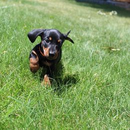 Girl 2 - Black and tan female Dachshund puppy in Craig, Colorado from Rocky Mountain Shih Tzus and Dry Creek Miniature Dachshunds