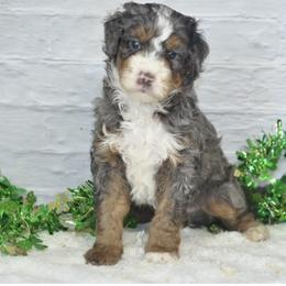 Benji - Blue merle male Bernedoodle puppy in Moulton, Iowa from Shondel Puppy Paws