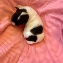 Jill - Chocolate female Havanese puppy in Hawthorne, Florida from Havanese Acres
