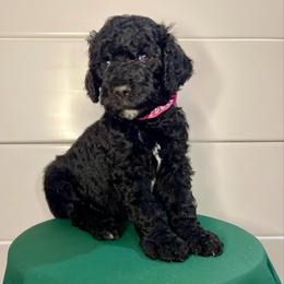 Jubilee - Black female Goldendoodle puppy in Macclenny, Florida from Davis's Doodles